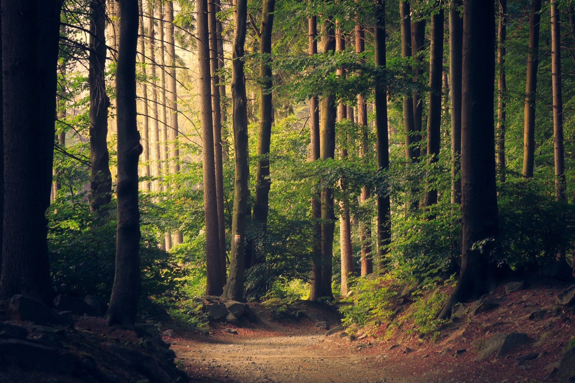 A path through a dense forest with tall trees and sunlight filtering through the canopy.